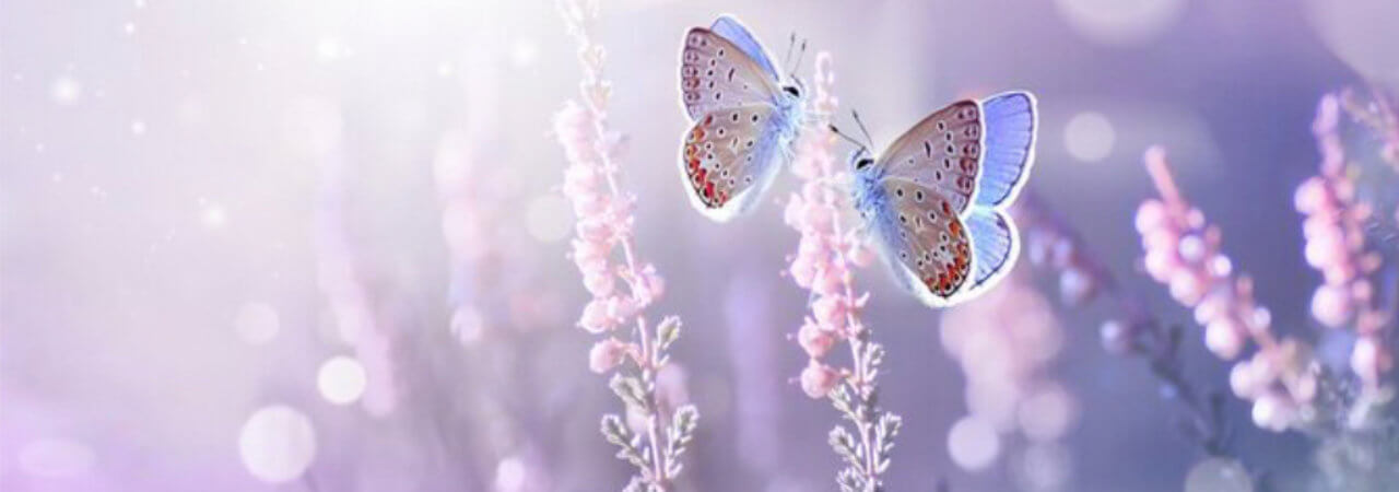 schmetterling2